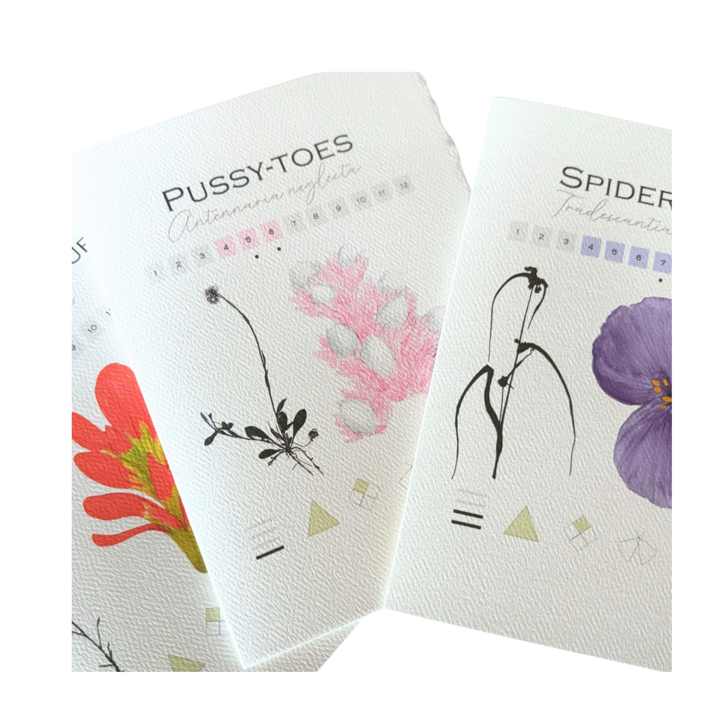 Note Card Set - Prairie Flowers 12 Asst.